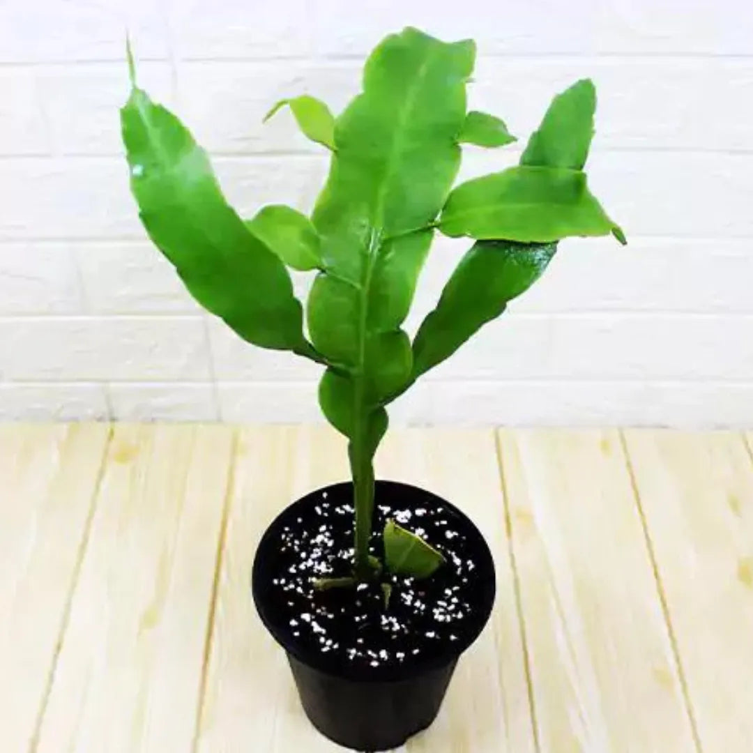 Buy Pink Epiphyllum Oxypetalum Plant - Lalit Enterprise