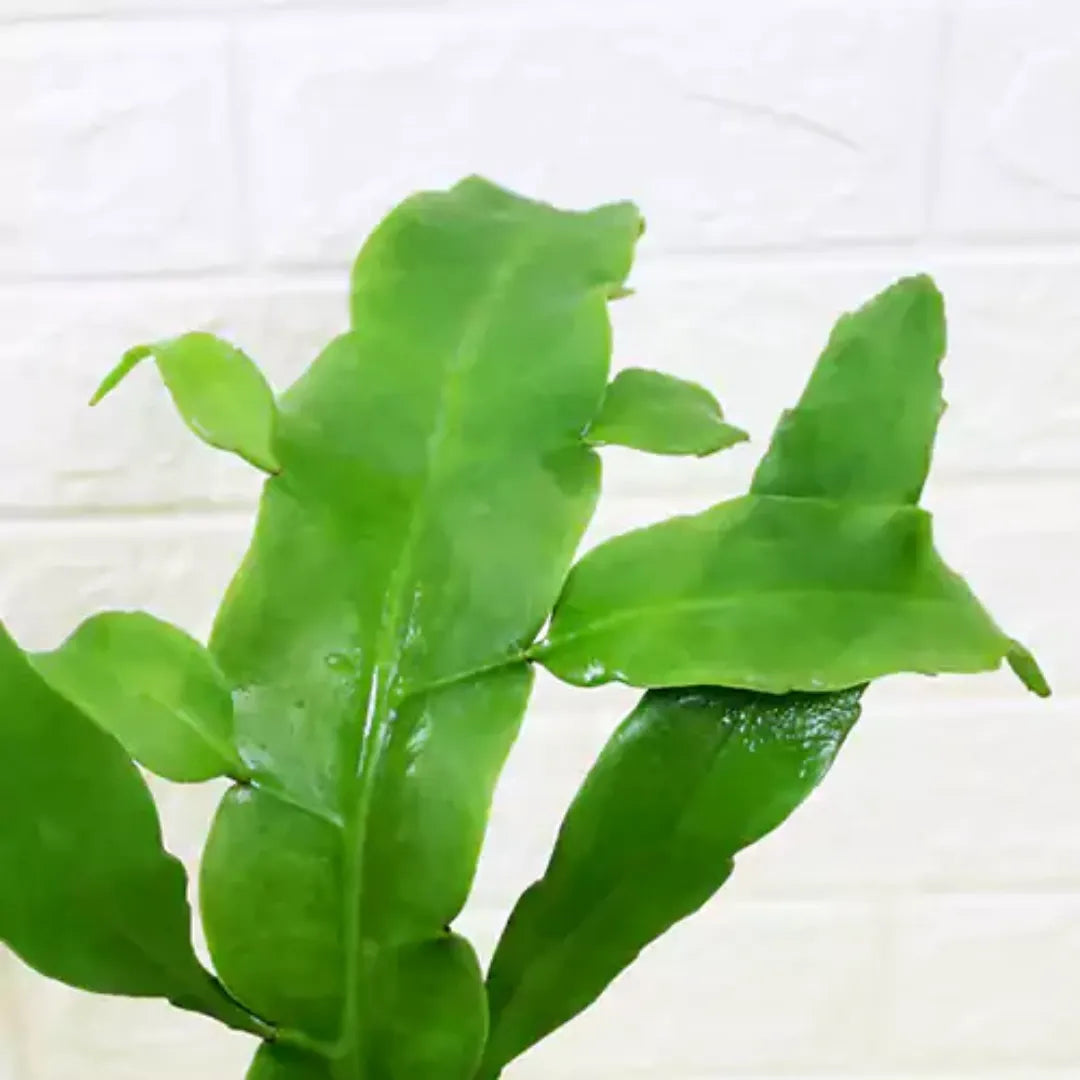 Buy Brahma Kamal (Purple) Plant Online at Lalitenterprise