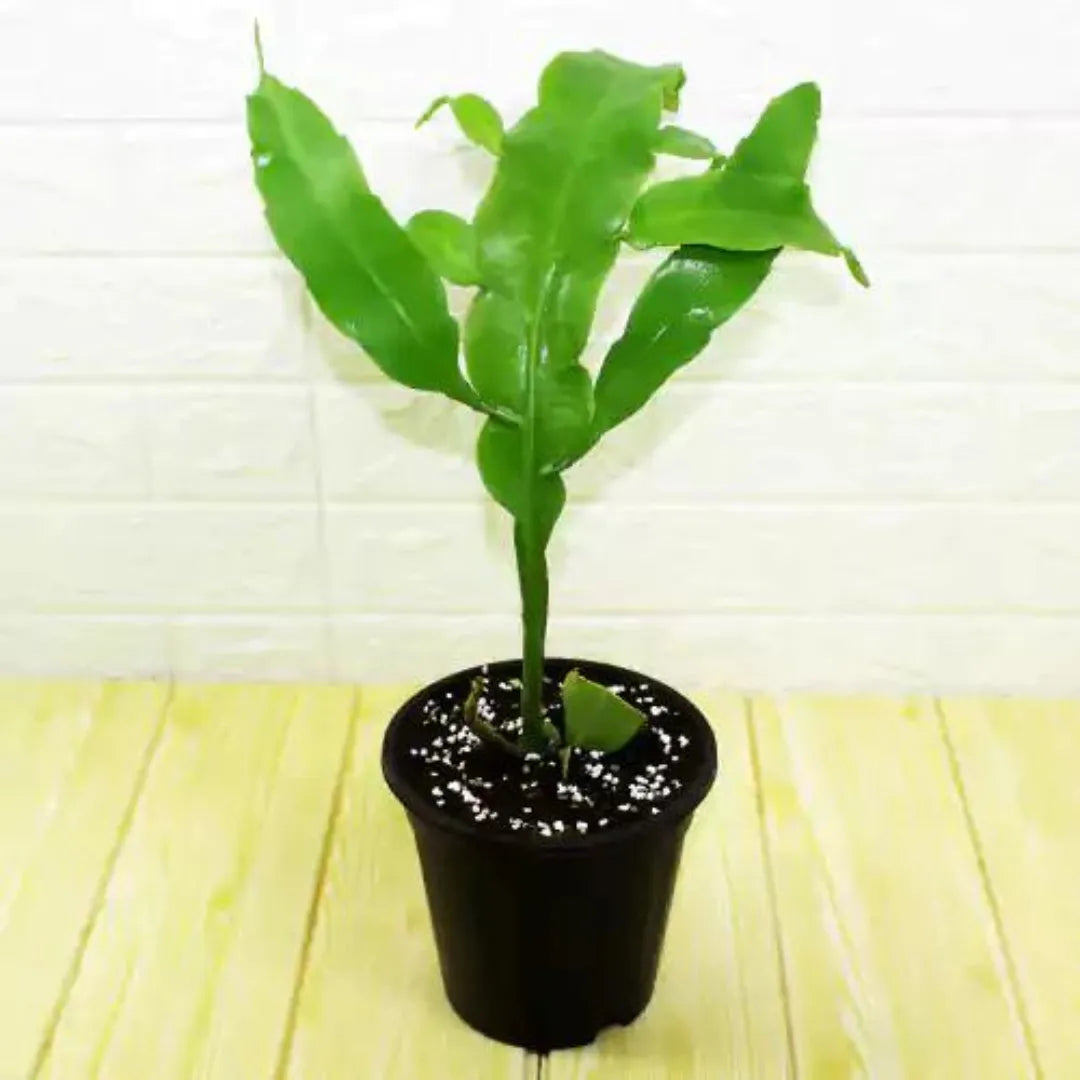 Buy Purple Epiphyllum Oxypetalum Plant Online at Lalitenterprise