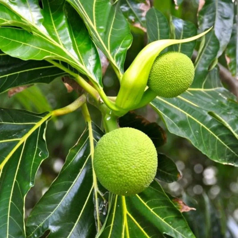 Buy Breadfruit "Grafted" (Artocarpus Altilis) - Plant Online at Lalitenterprise