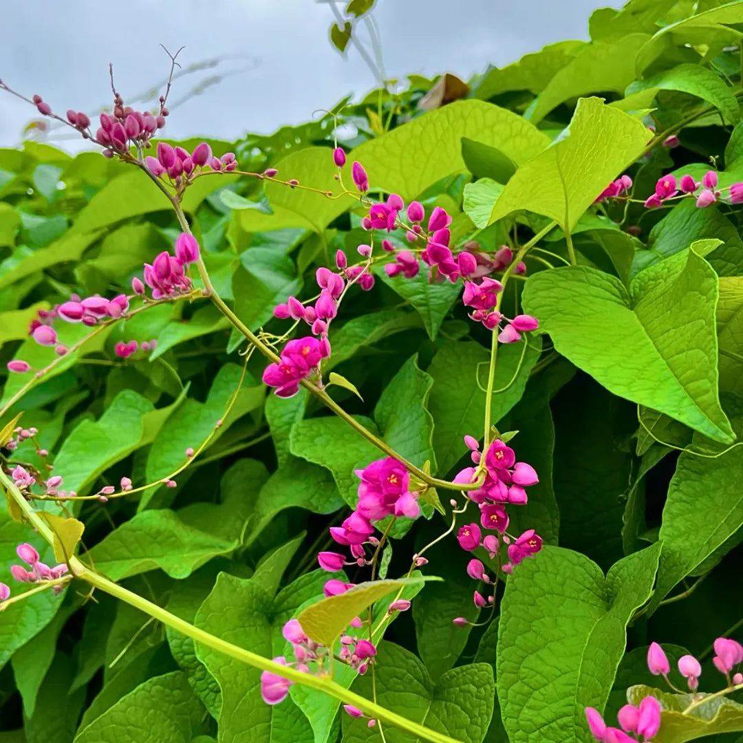 house plant vine with pink flowers British Pink Creeper (Coral Vine)