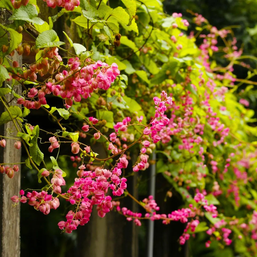 Buy British Pink Creeper (Coral Vine) - Plant Online at Lalitenterprise