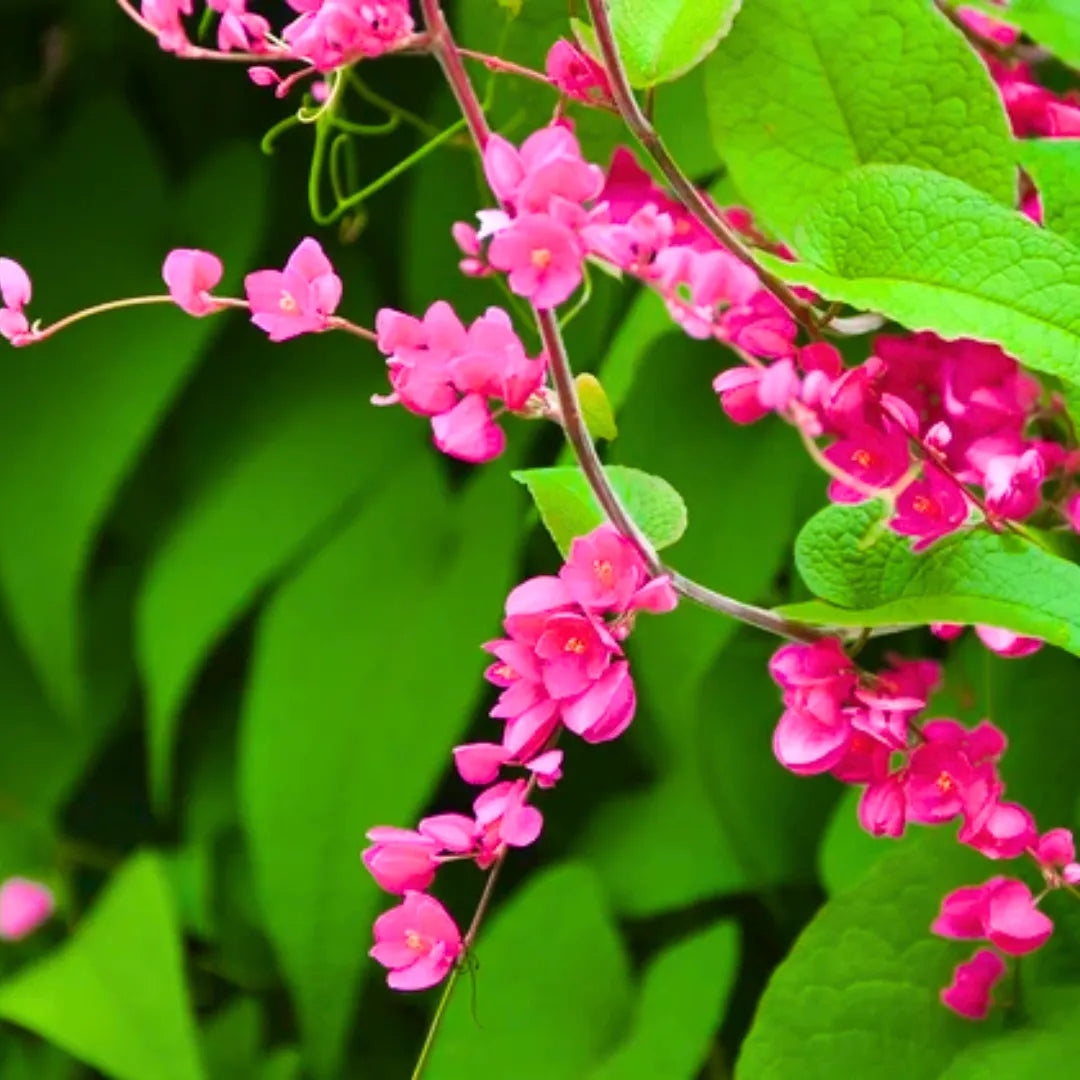 Buy British Pink Creeper (Coral Vine) - Plant Online at Lalitenterprise