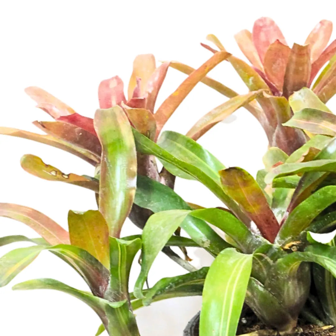 Buy Bromeliad "Neoregelia" (Red) - Plant Online at Lalitenterprise