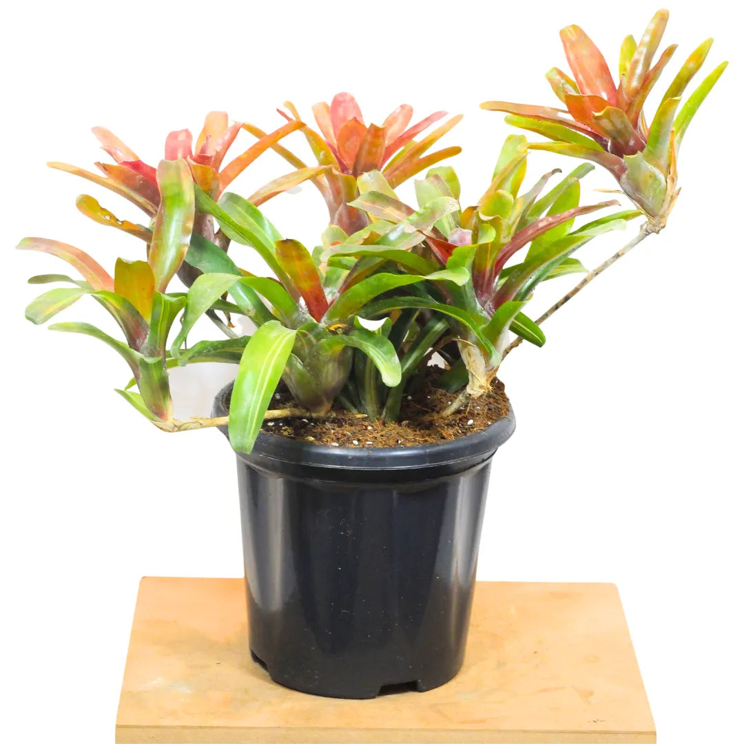 Buy Bromeliad "Neoregelia" (Red) - Plant Online at Lalitenterprise