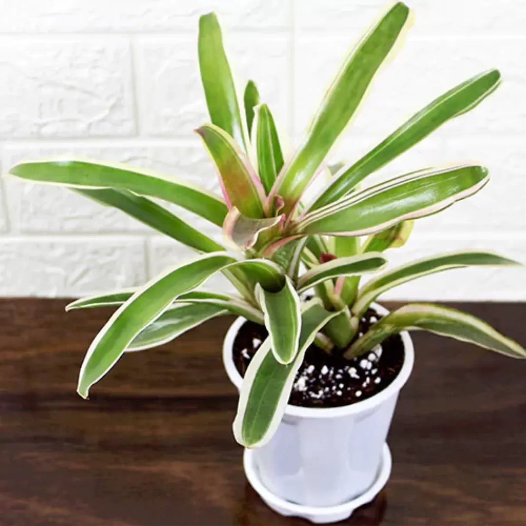 Neoregelia Bromeliad Plant