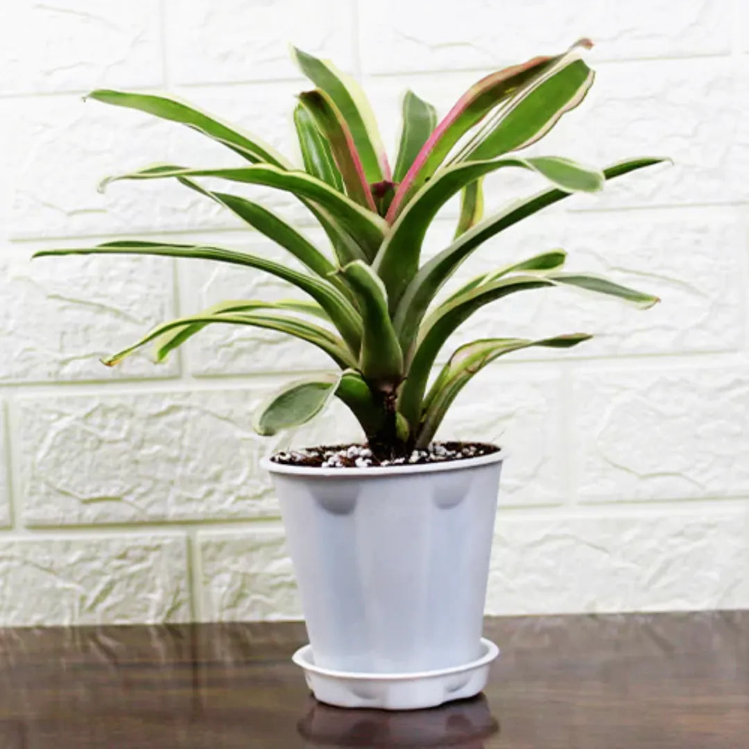 Neoregelia Bromeliad (Variegated) - Plants