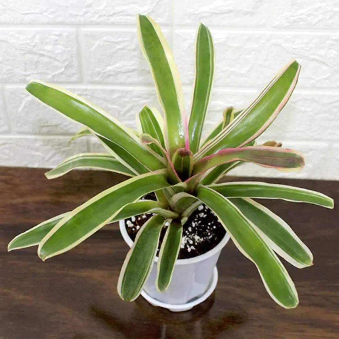 Neoregelia Bromeliad Foliage