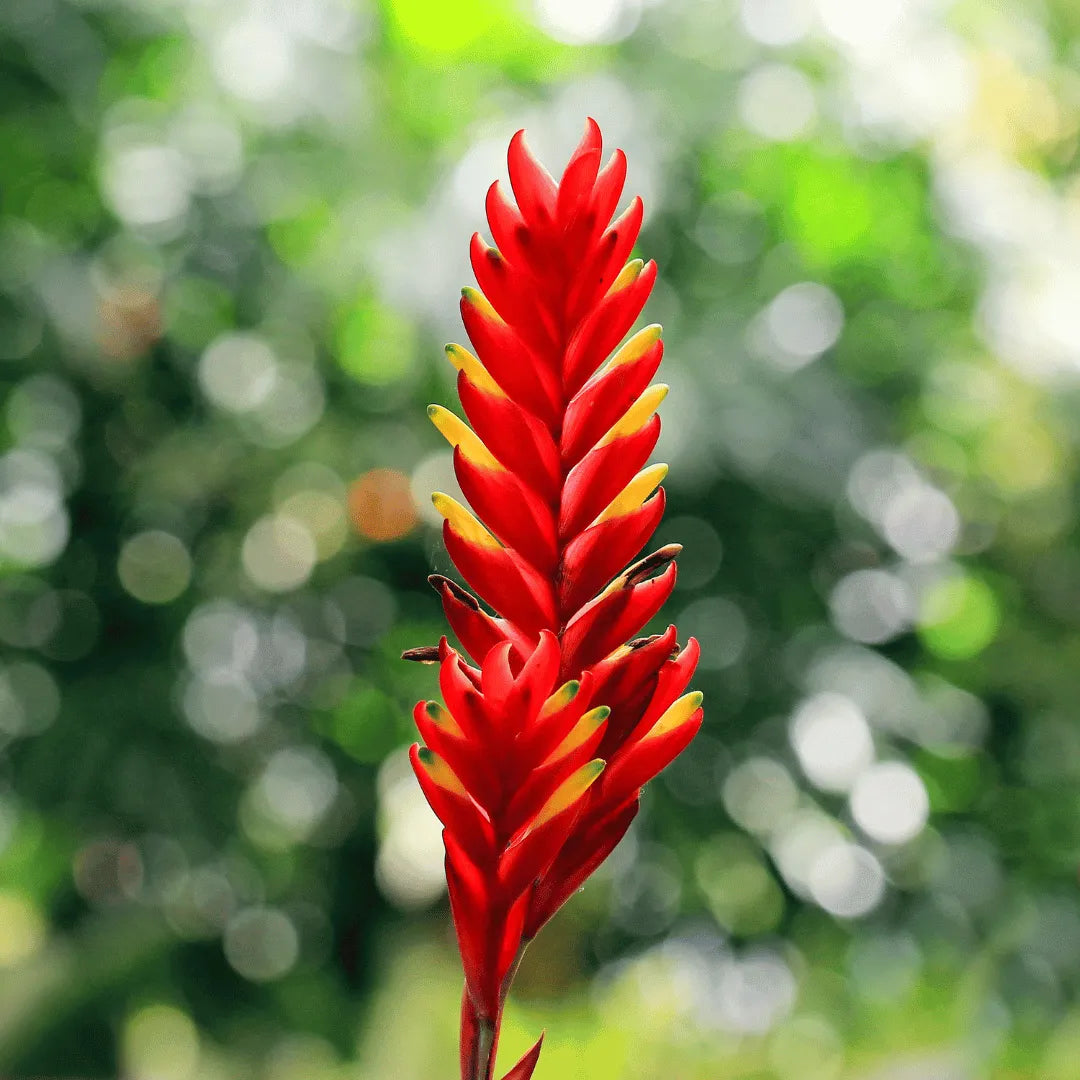 Buy Bromeliad Flaming Sword Plant Online at Lalitenterprise