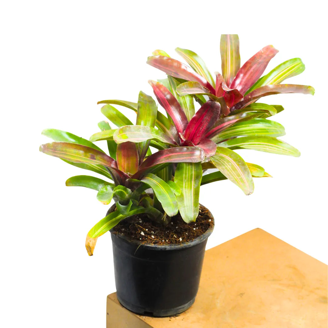 Buy Bromeliad "Neoregelia" (Red) - Plant Online at Lalitenterprise