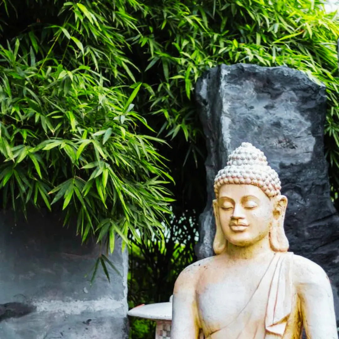 Buy Buddha Belly Bamboo (Bambusa Ventricosa) - Plant Online at Lalitenterprise