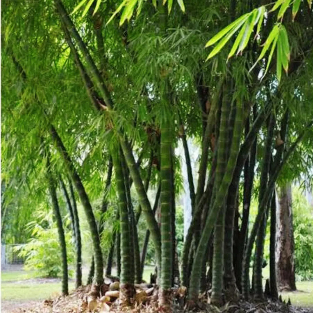 Buy Buddha Belly Bamboo - Plant Online at Lalitenterprise