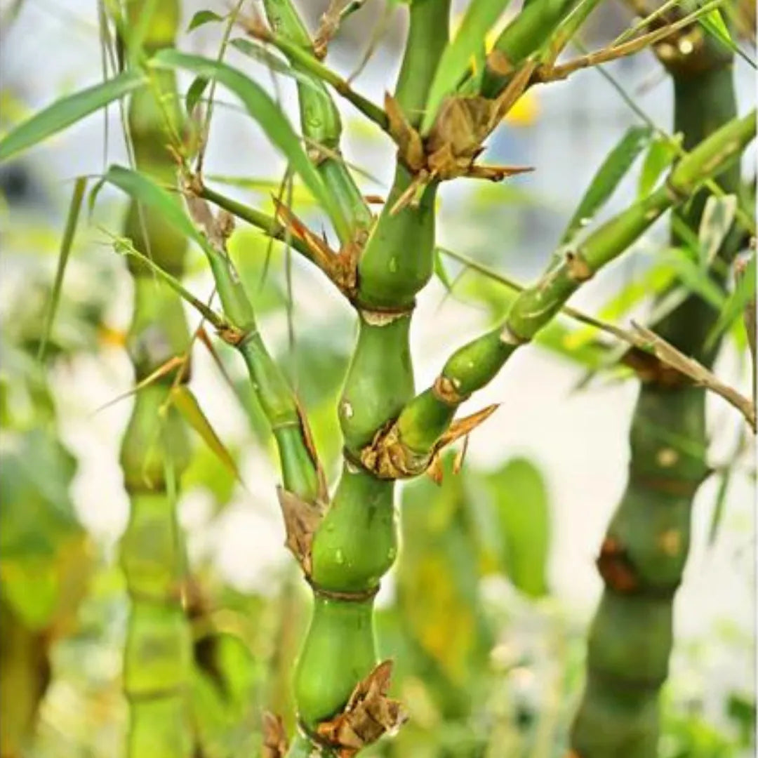 Buy Buddha Belly Bamboo (Bambusa Ventricosa) - Plant Online at Lalitenterprise