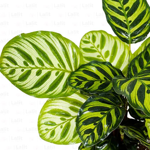 Buy Calathea Peacock – Plant Online at Lalitenterprise