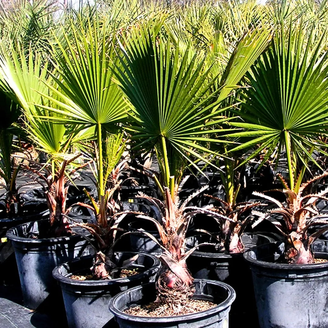 Buy California Palm - Plant Online at Lalitenterprise