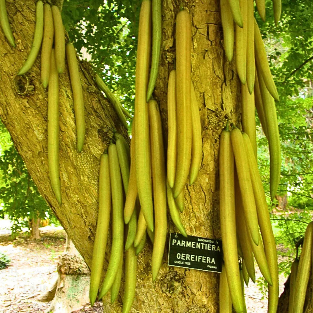 Buy Parmentiera Cereifera - Plant Online at Lalitenterprise
