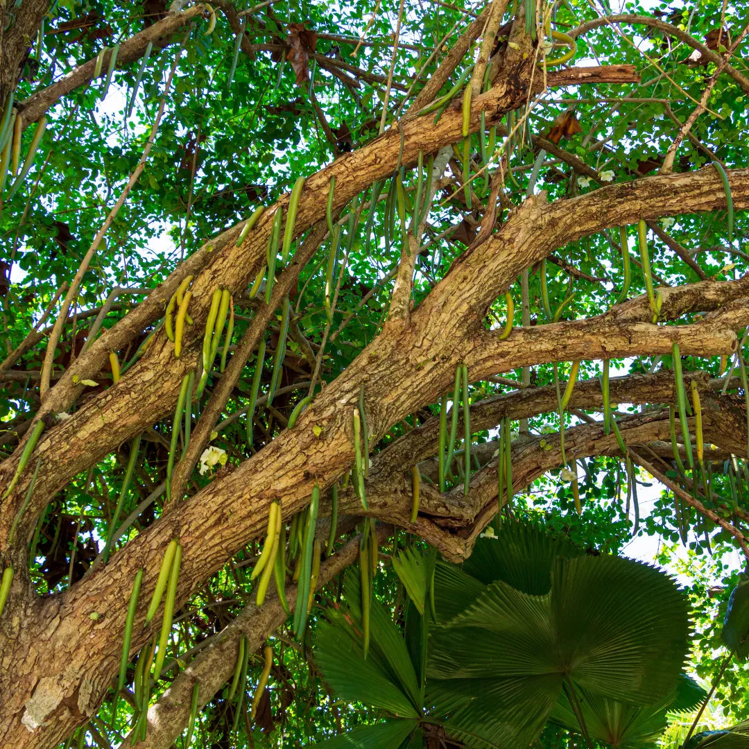 Buy Candle Tree - Plant Online at Lalitenterprise