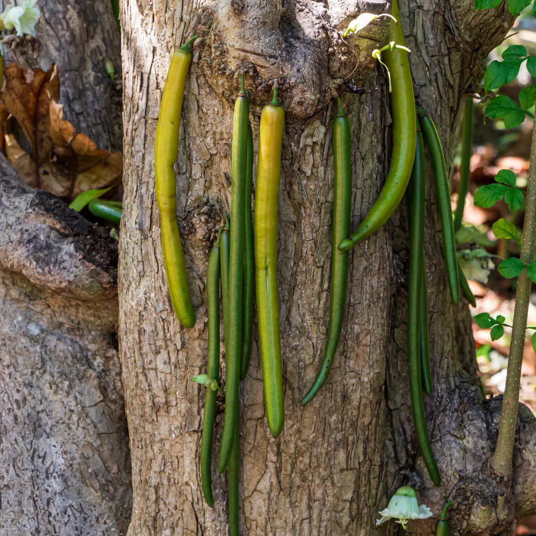 Buy Candle Tree (Parmentiera Cereifera) - Plant Online at Lalitenterprise