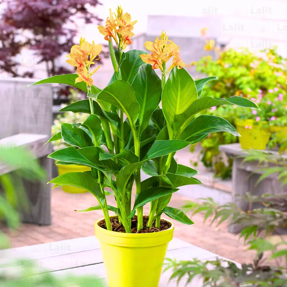 Buy Canna Lily (Indian shot) Yellow - Plant Online at Lalitenterprise