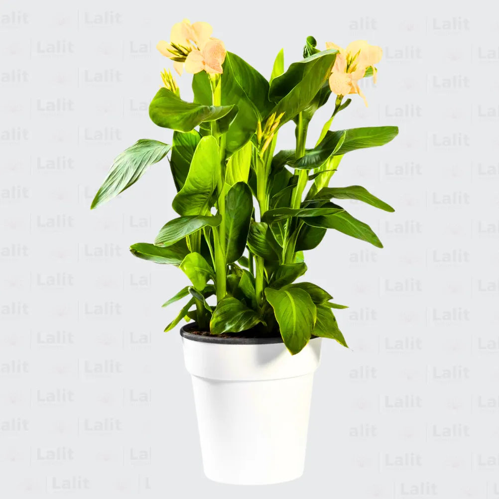 Buy Canna Lily (Indian shot) Yellow - Plant Online at Lalitenterprise