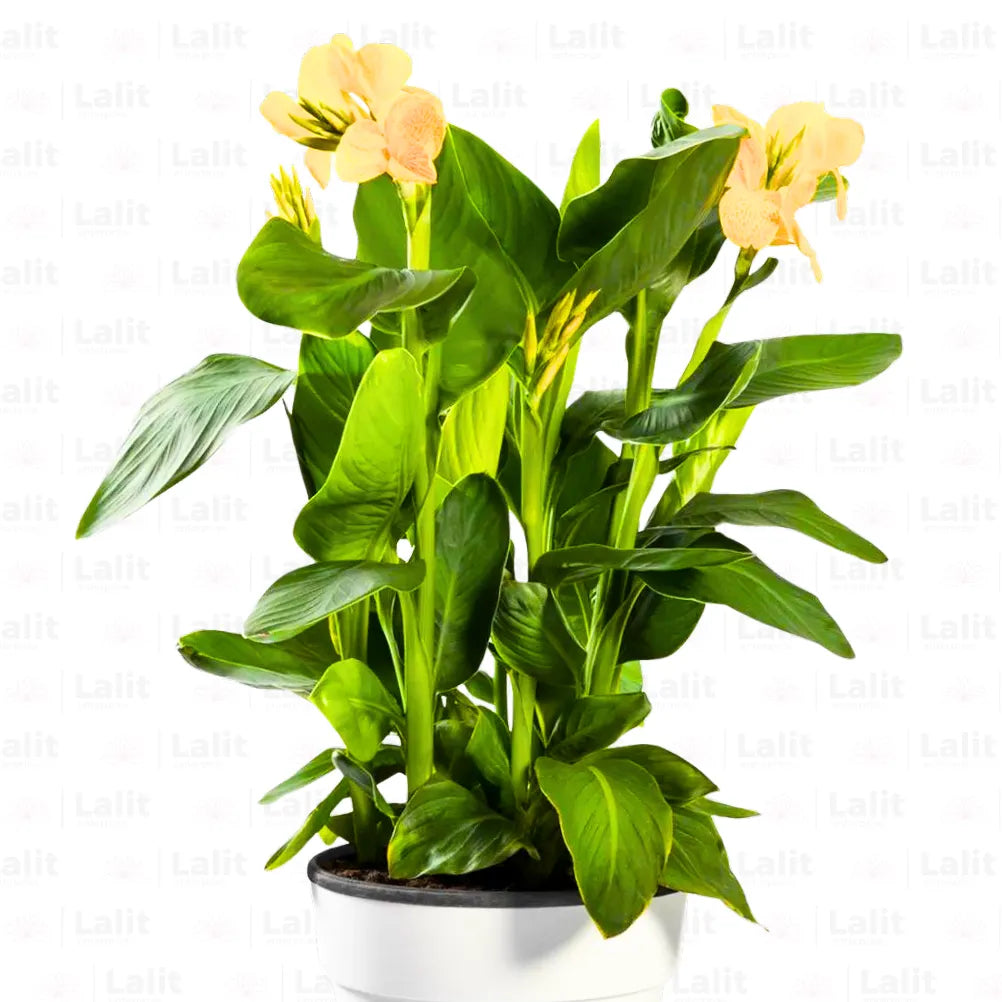Buy Indian shot Yellow - Plant Online at Lalitenterprise
