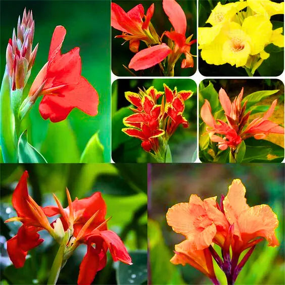 Buy Canna Lily (Indian shot) - Plant Online at Lalitenterprise