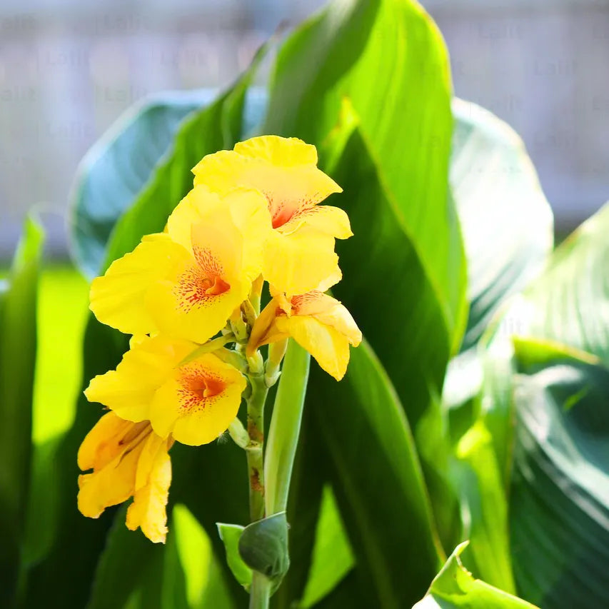 Buy Indian shot Yellow - Plant Online at Lalitenterprise