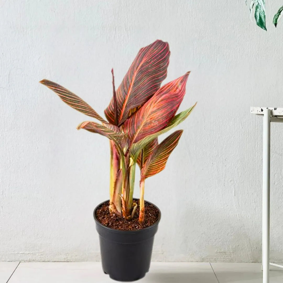 Buy Canna "Orange Flower with Variegated Red Leaves" - Plant Online at Lalitenterprise