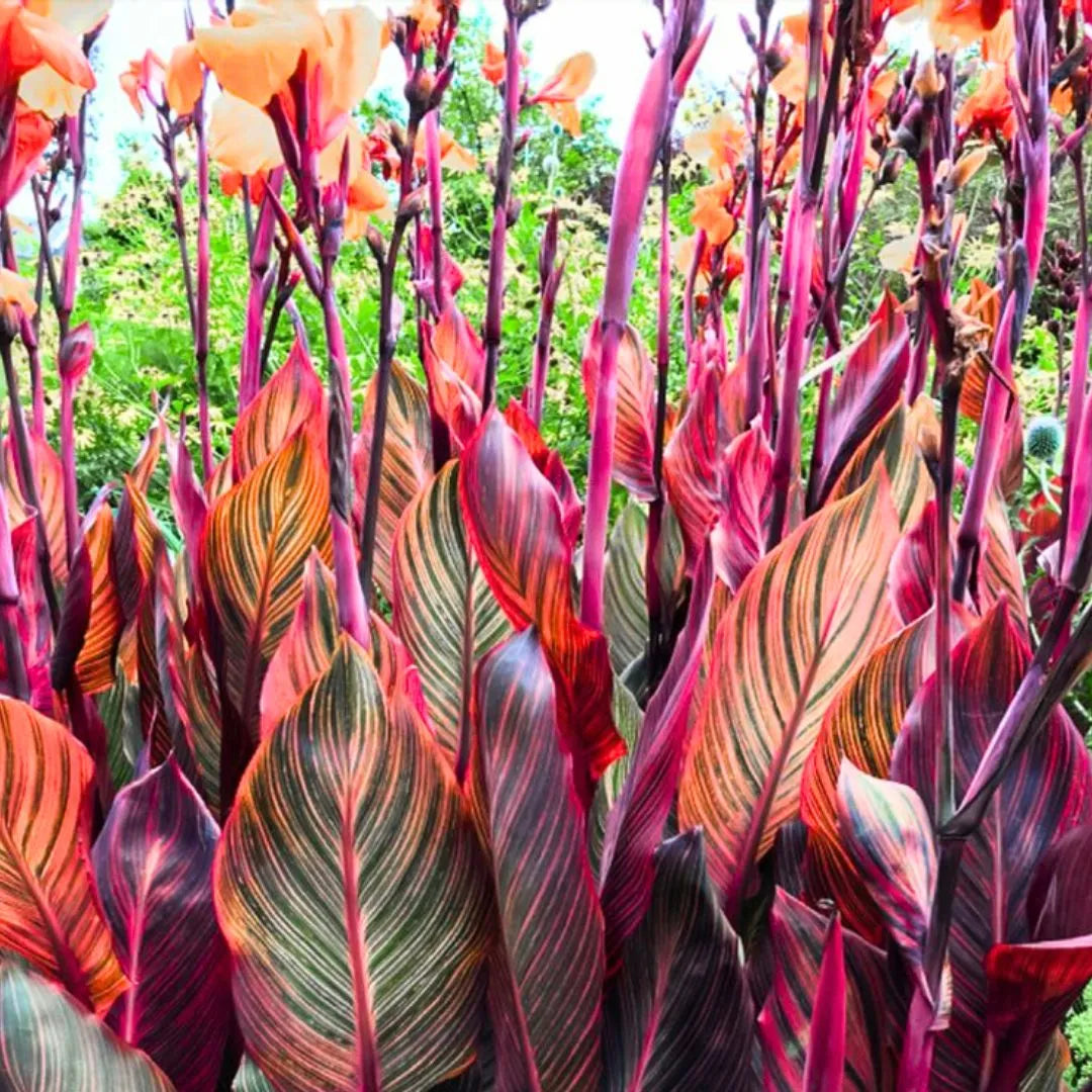 Buy Canna "Orange Flower with Variegated Red Leaves" - Plant Online at Lalitenterprise