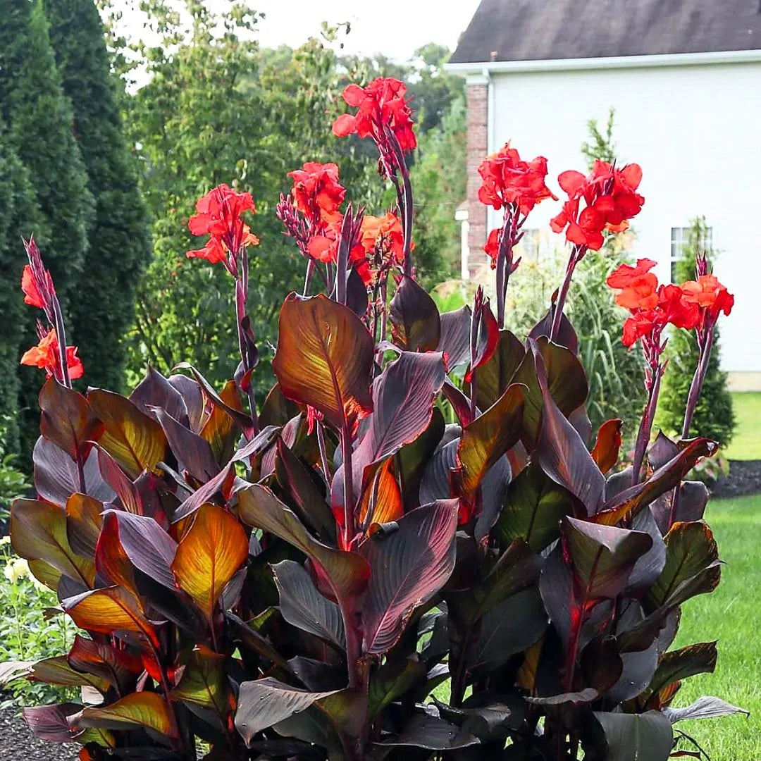 Buy Canna "Orange Flower with Variegated Red Leaves" - Plant Online at Lalitenterprise