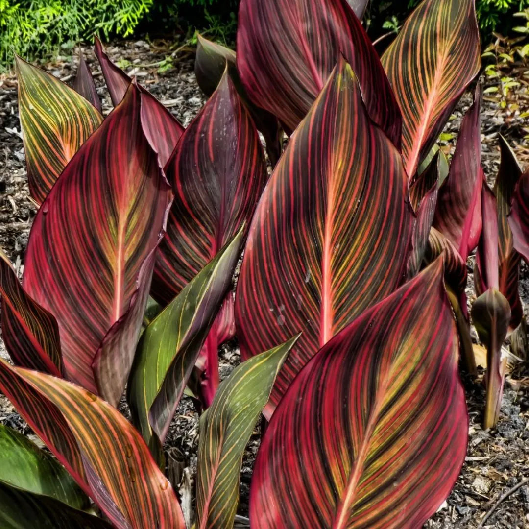Buy Canna "Orange Flower with Variegated Red Leaves" - Plant Online at Lalitenterprise