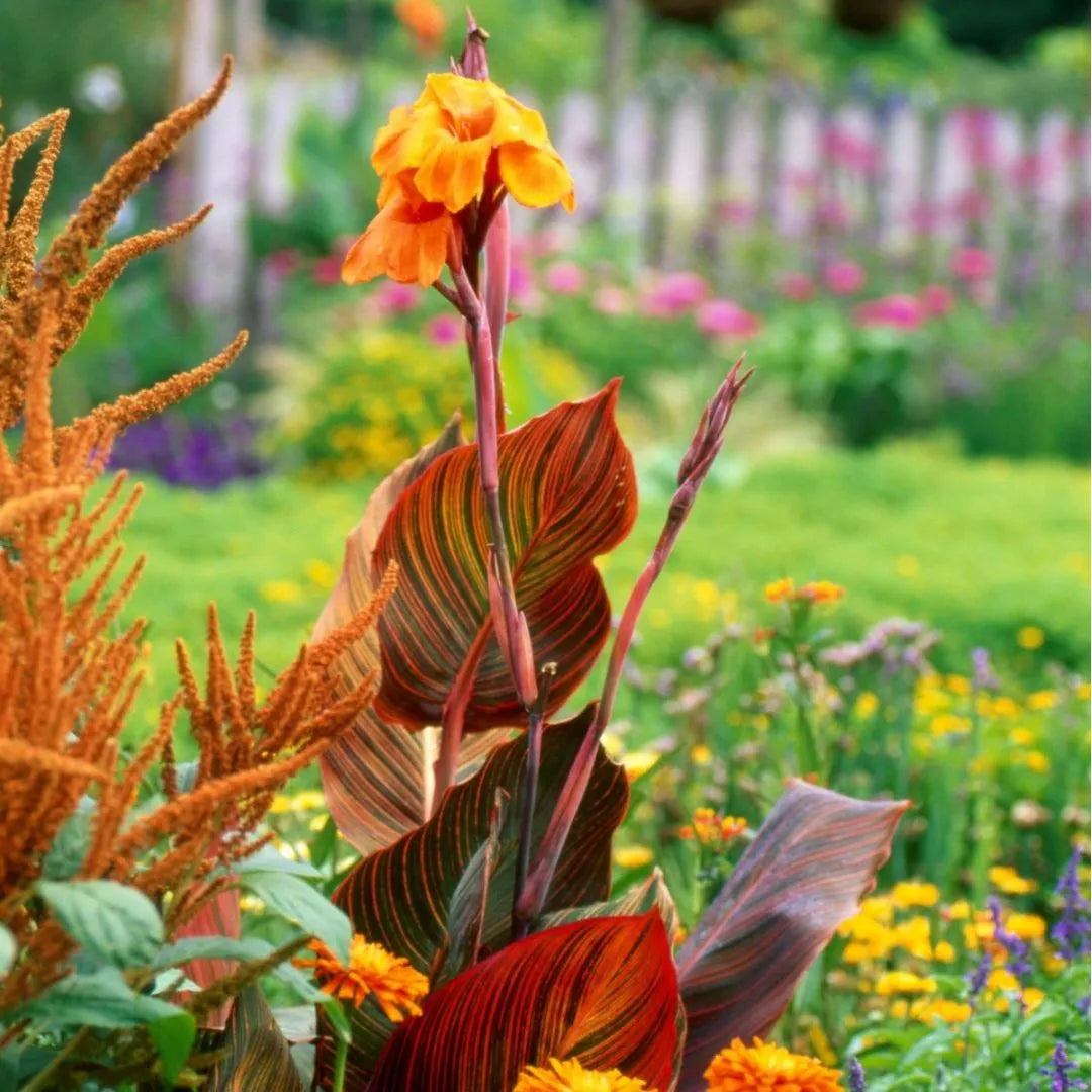 Buy Canna "Orange Flower with Variegated Red Leaves" - Plant Online at Lalitenterprise