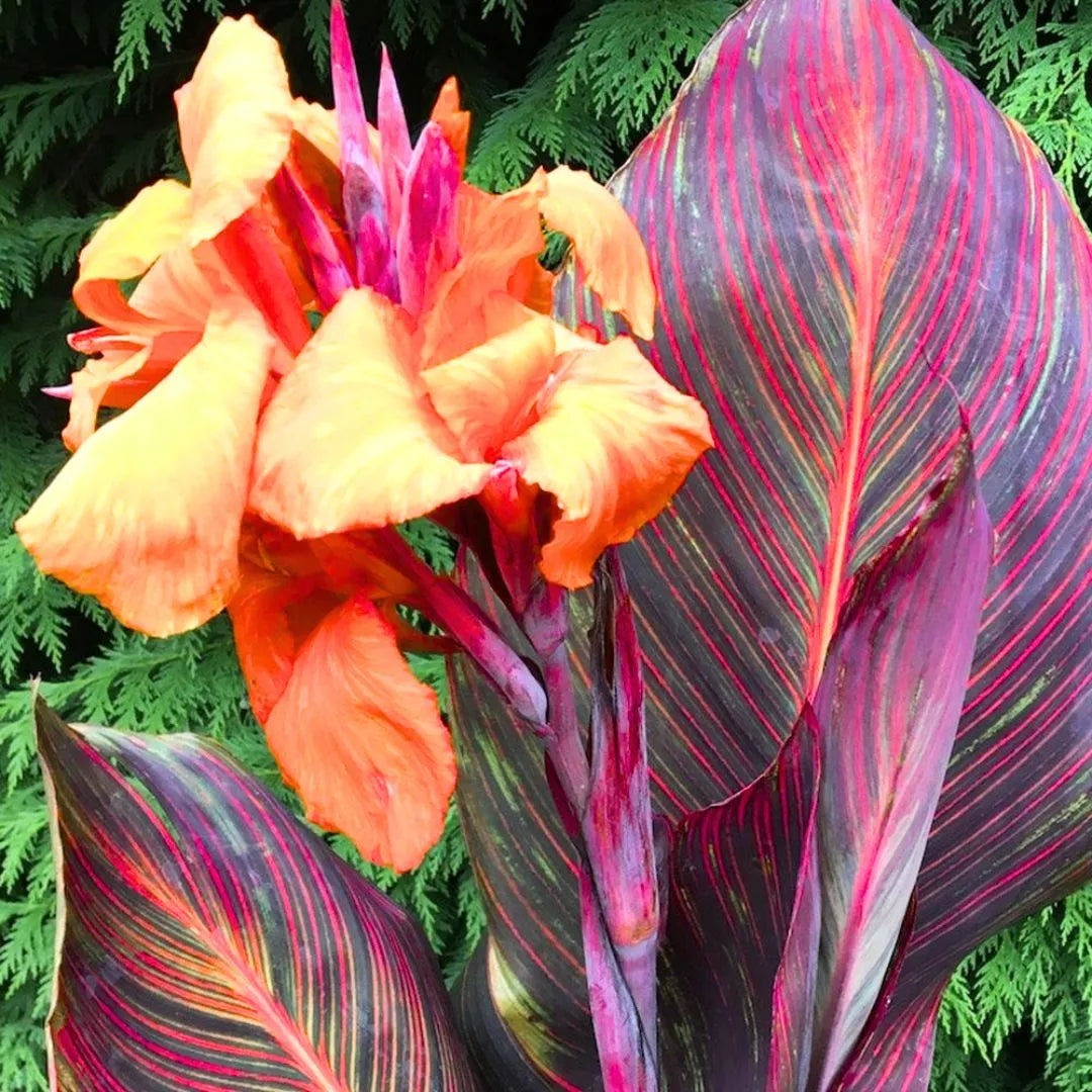 Buy Canna "Orange Flower with Variegated Red Leaves" - Plant Online at Lalitenterprise