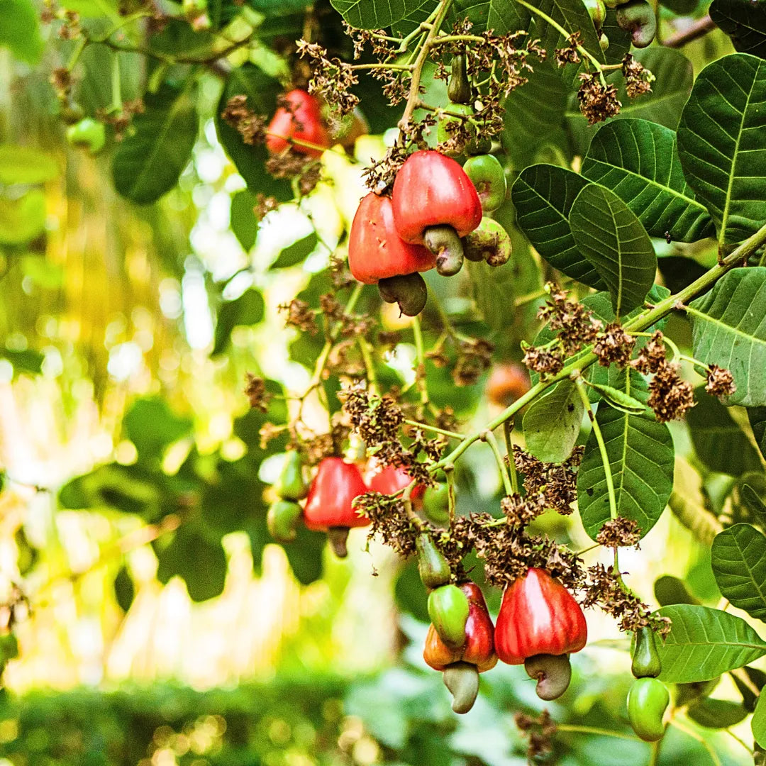 cashew tree bonsai Cashew "Anacardium Occidental"