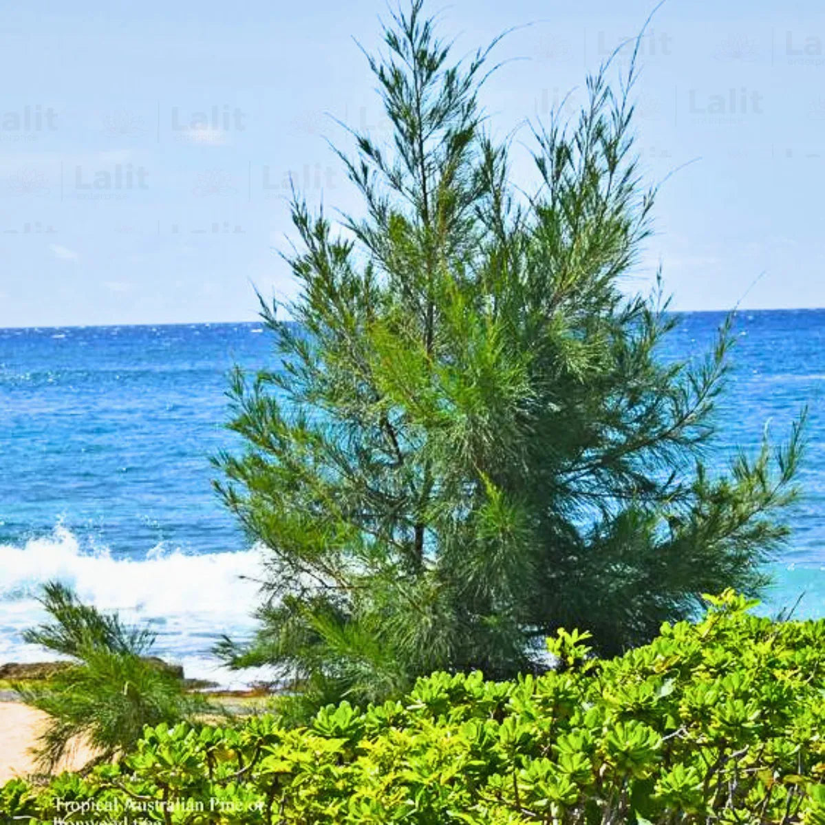 Buy Casuarina Equisetifolia (Australian Pine) - Plant Online at Lalitenterprise