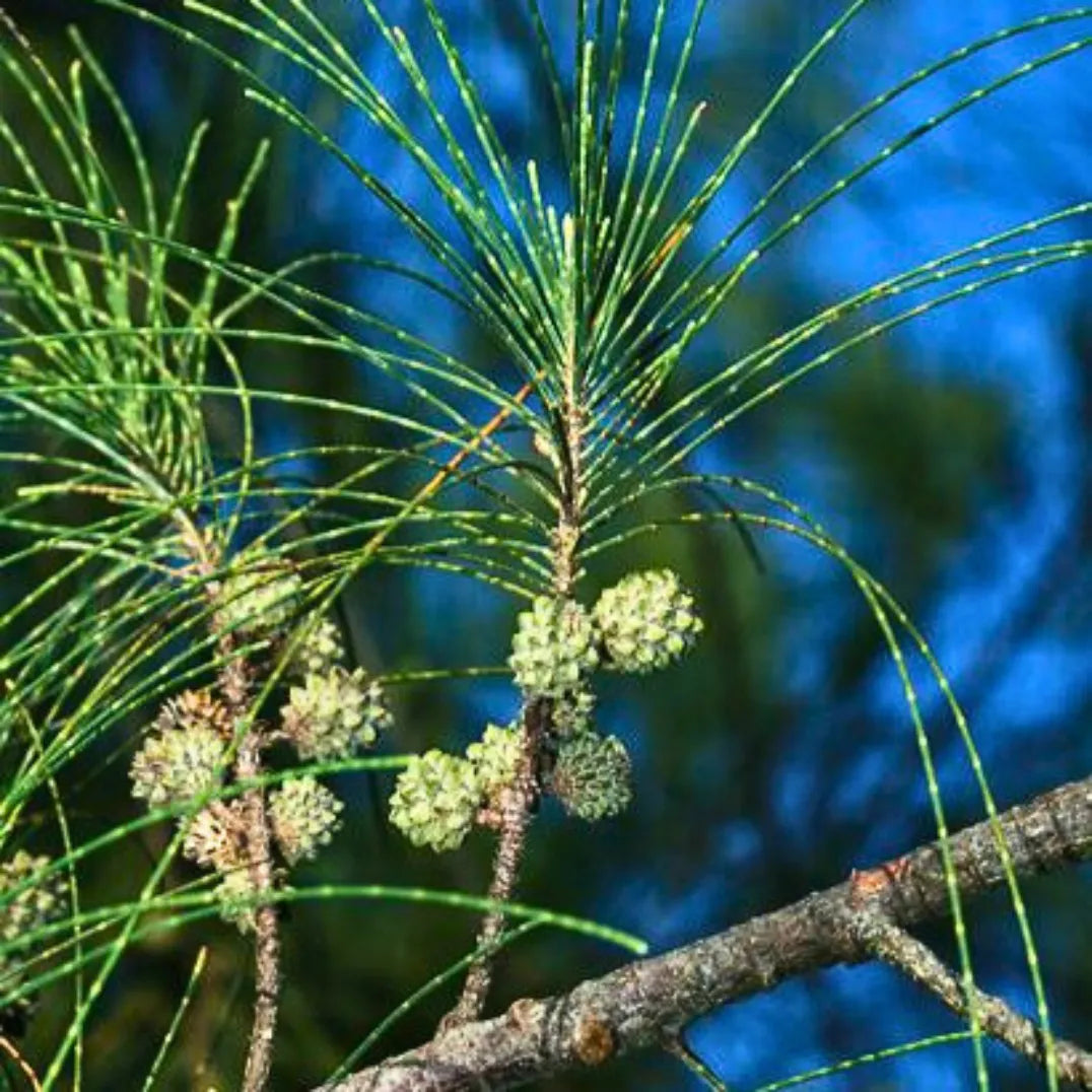 Buy Casuarina Equisetifolia (Australian Pine) - Plant Online at Lalitenterprise