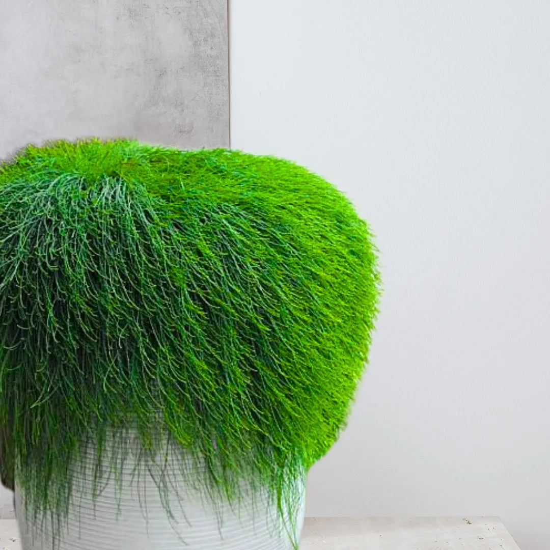 Buy Casuarina Hanging Plant Online at Lalitenterprise