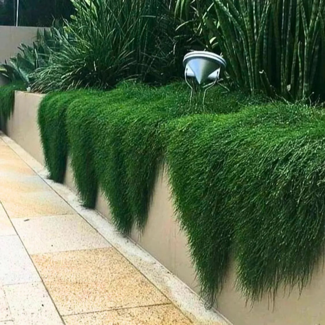 Buy Casuarina Hanging Plant Online at Lalitenterprise