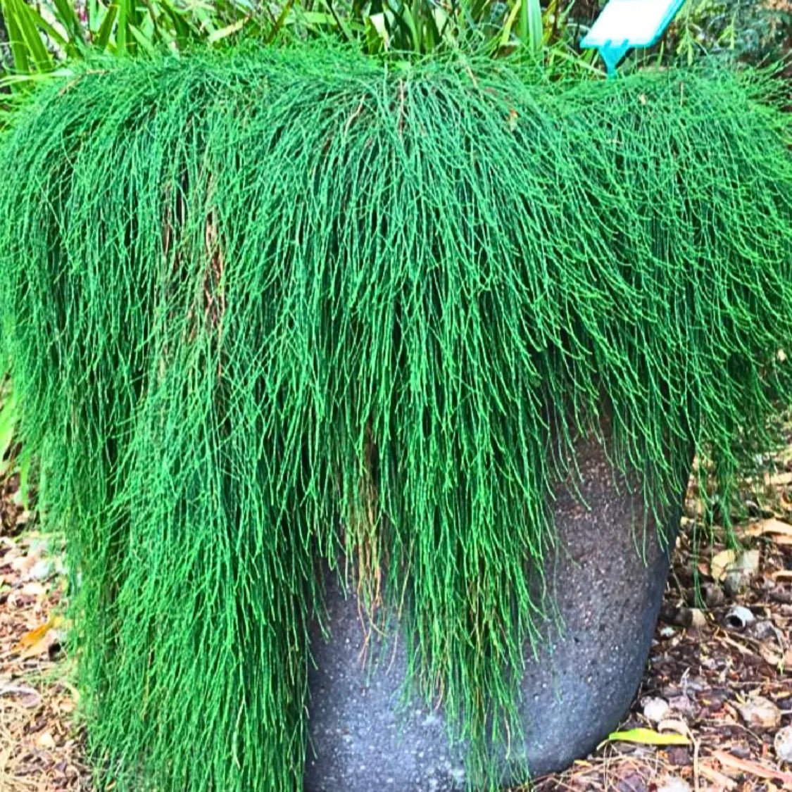 Buy Casuarina Hanging Plant Online at Lalitenterprise