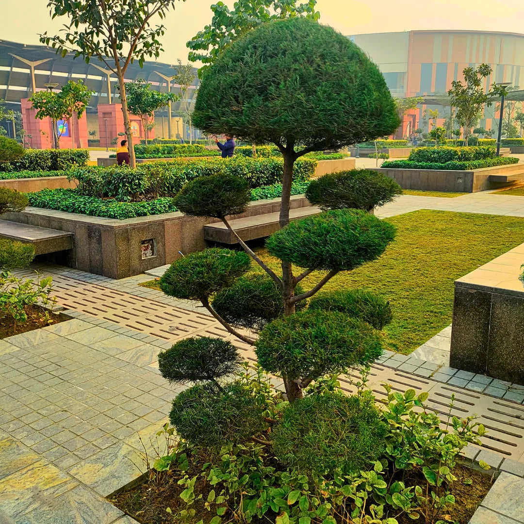 Casuarina Topiary 