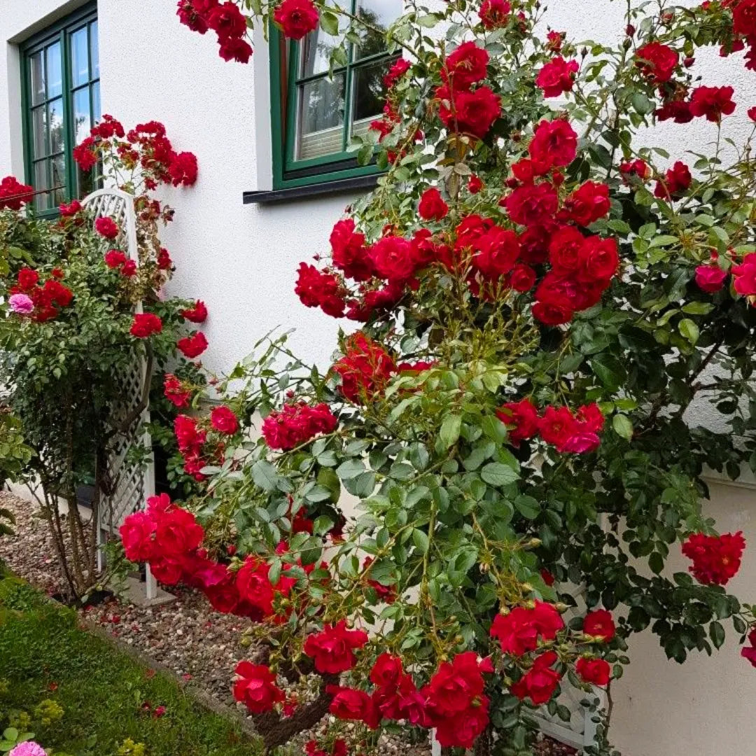 Buy Creeping, Climbing Rose Red  - Plant Online at Lalitenterprise