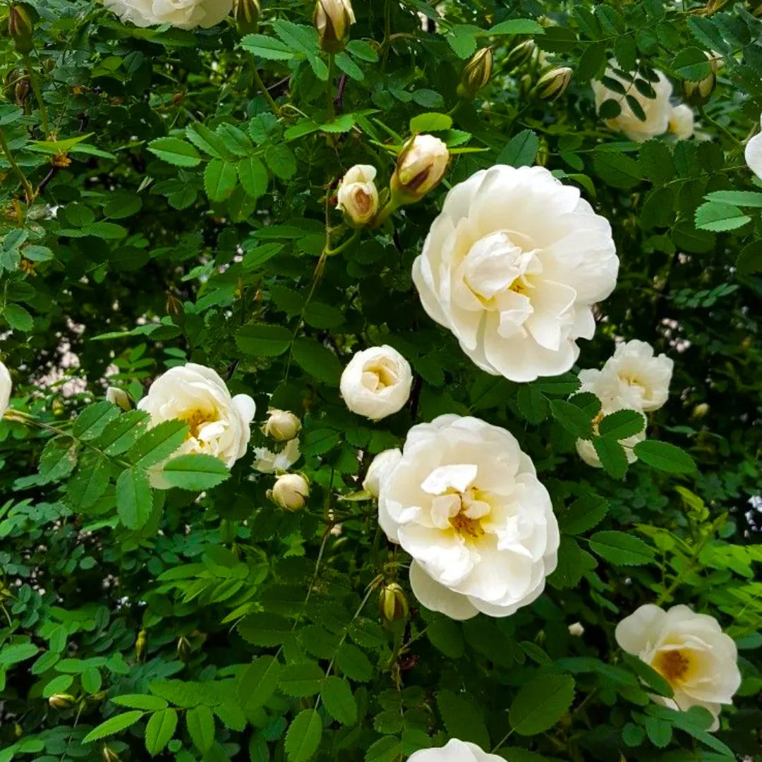 Buy Creeping, Climbing Rose White - Plant Online at Lalitenterprise
