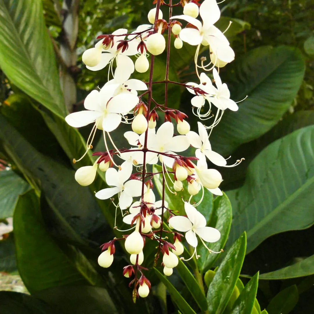 Buy Chain of Glory (Clerodendrum Smithianum) - Plant Online at Lalitenterprise