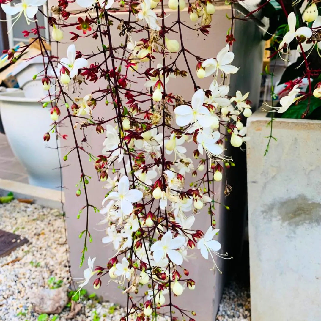Buy Clerodendrum Smithianum - Plant Online at Lalitenterprise