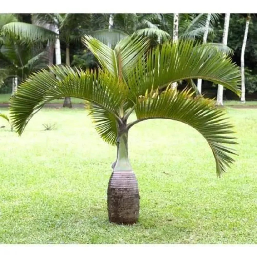 Buy Champagne Palm Plant Online at Lalitenterprise