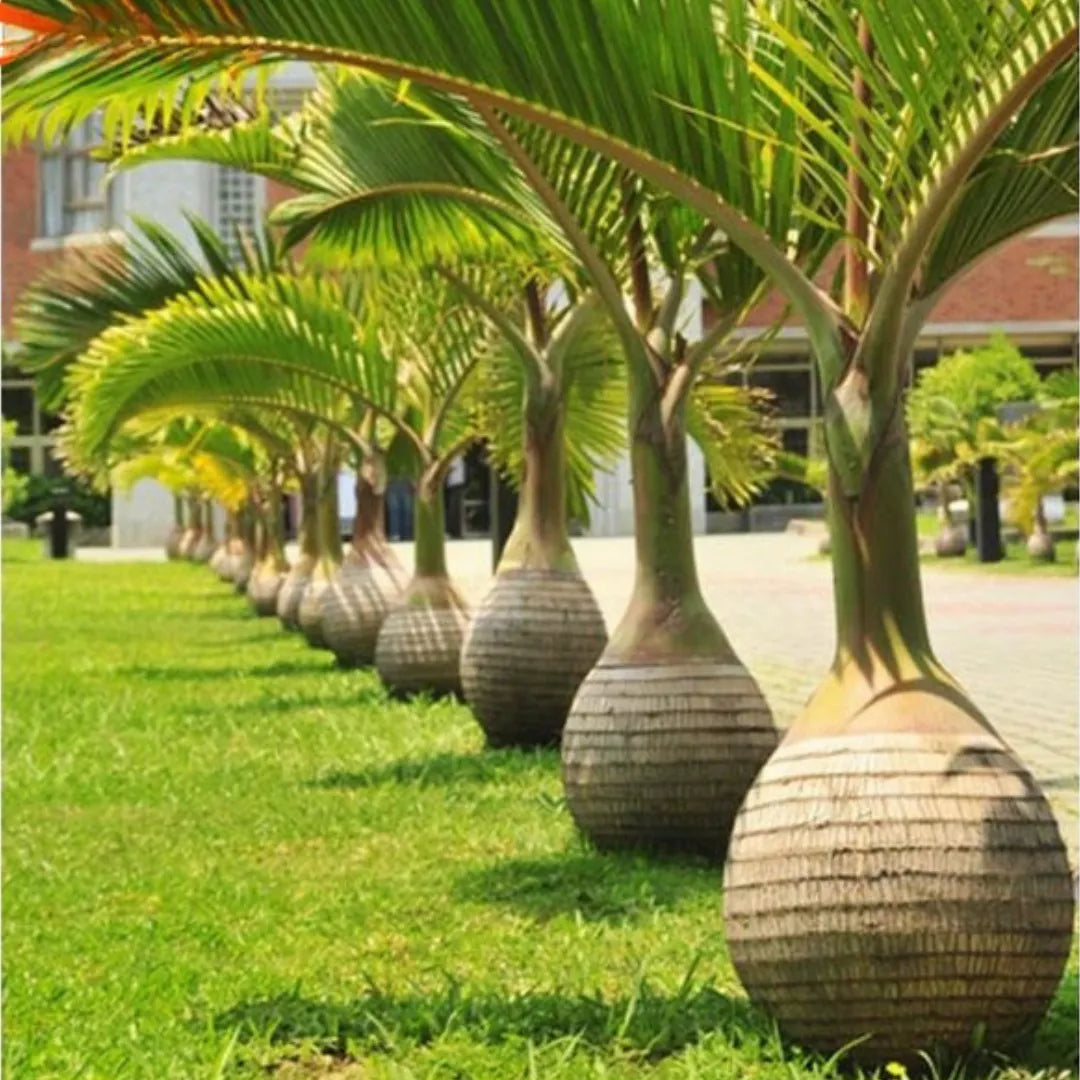 can palm plants take full sun Champagne Palm "Bottle Palm"- plants