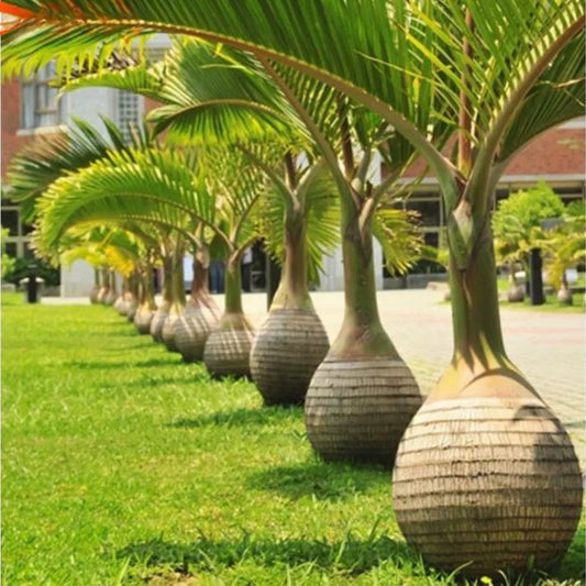 Buy Champagne Palm - Lalit enterprise