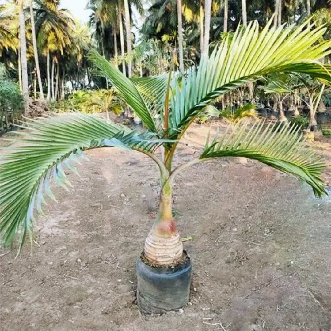 Hyophorbe lagenicaulis Plant