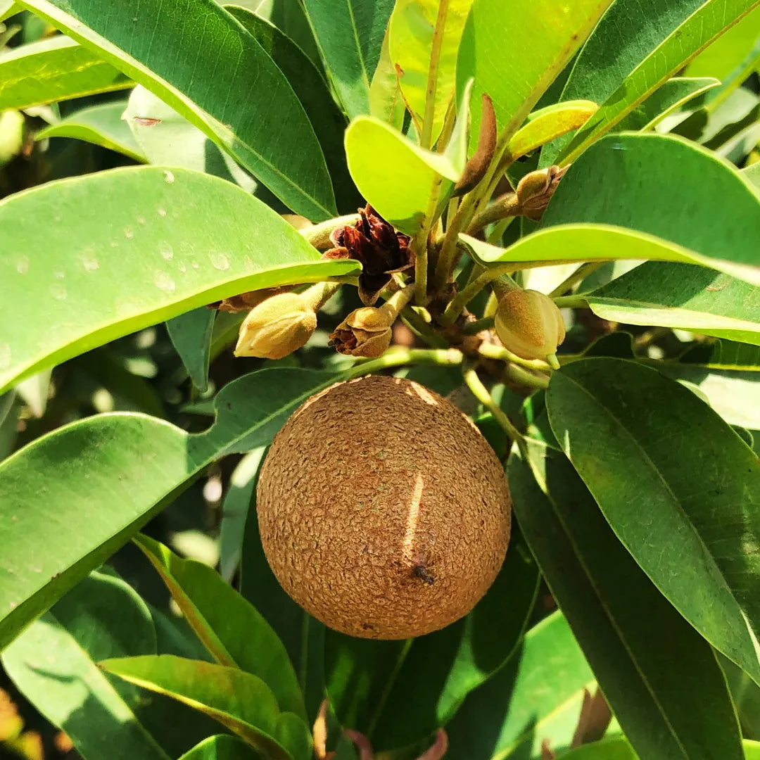 Buy Chiku Cricket Ball - Plant Online at Lalitenterprise