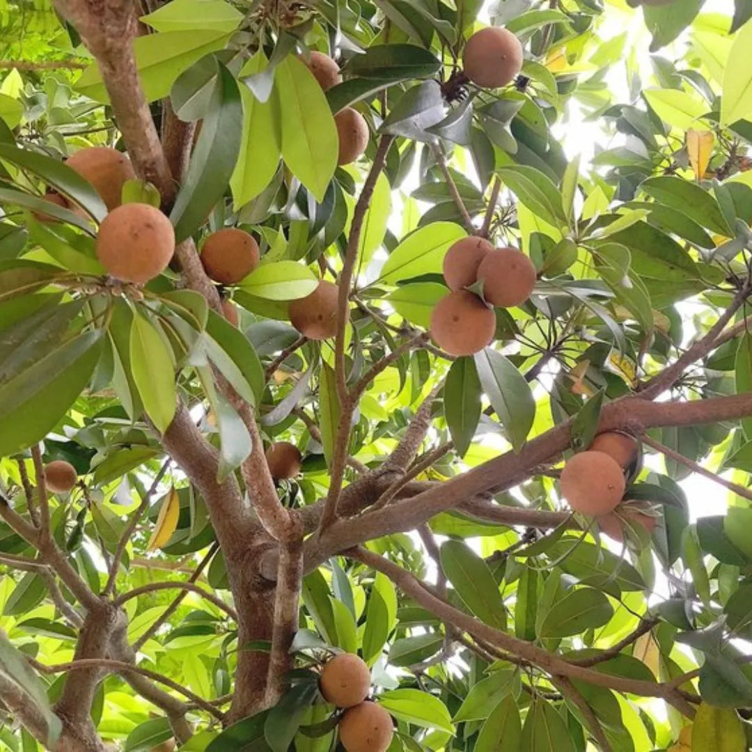 Buy Chiku, Sapodilla - Plant Online at Lalitenterprise
